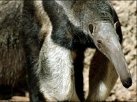 Anteater picture
