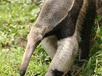 Anteater image