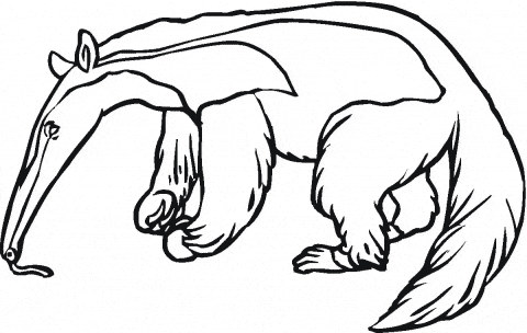 free Anteater coloring for kids sheet page picture