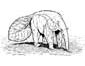 Anteater coloring page