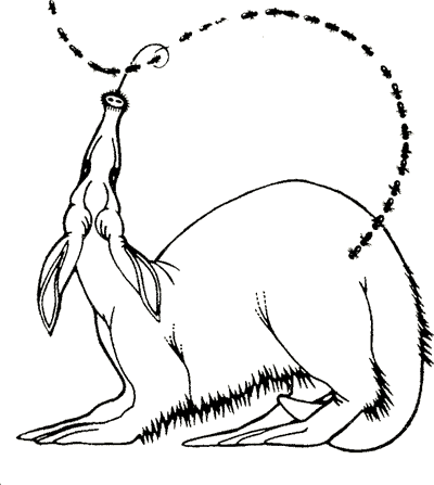 free Anteater coloring for kids sheet page picture