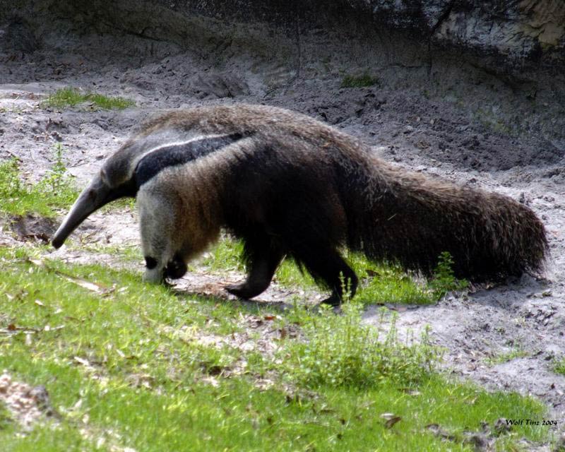 free Anteater wallpaper wallpapers download