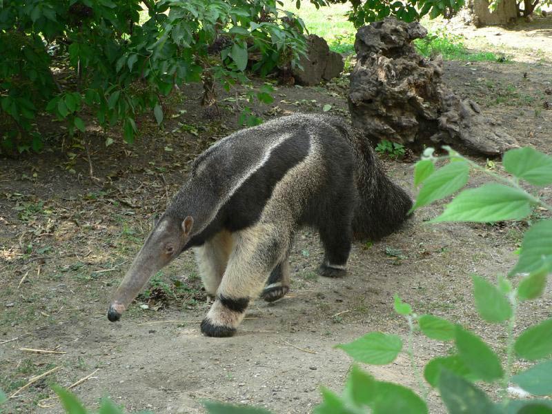 free Anteater wallpaper wallpapers download