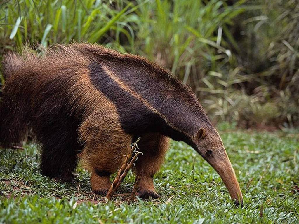 free Anteater wallpaper wallpapers download