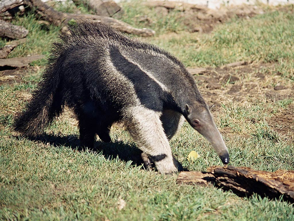 free Anteater wallpaper wallpapers download