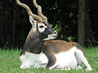 Antelope image