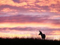Antelope image