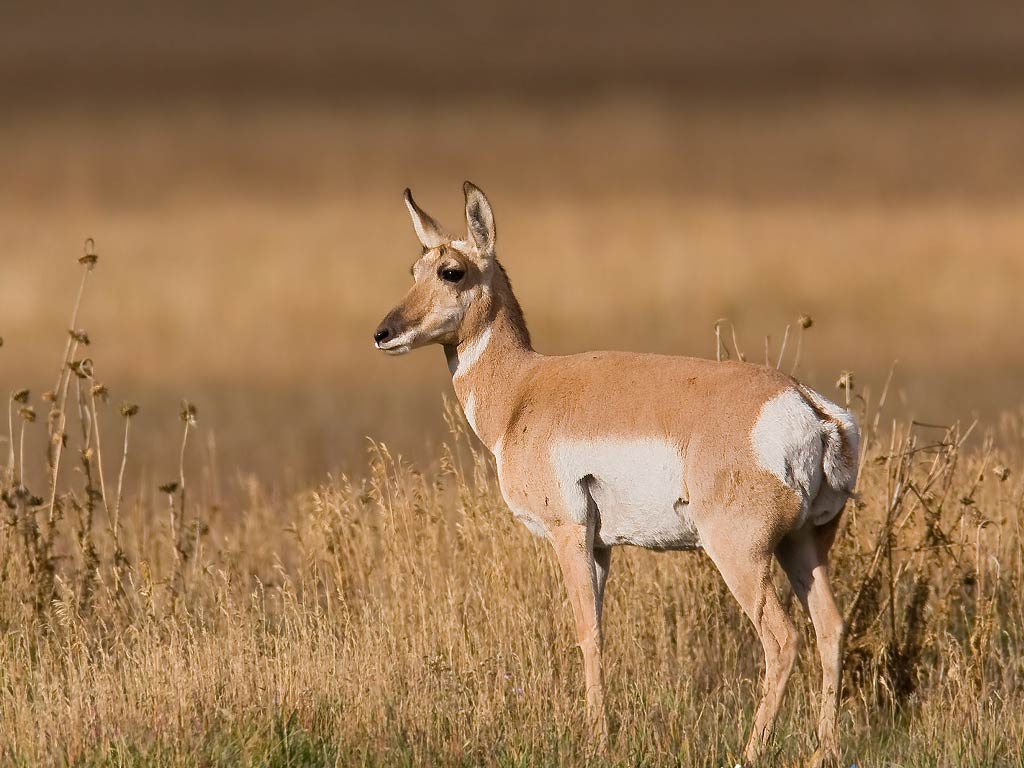 free Antelope wallpaper wallpapers download