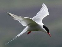 Arctic Tern Animals Town