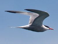 Arctic Tern in flight
