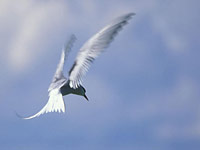 Arctic Tern