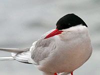 Arctic Tern picture