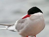 Arctic Tern image