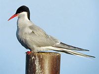 Arctic Tern