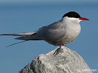 Arctic Tern image