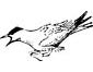Arctic Tern coloring page