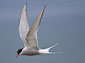 arctic tern