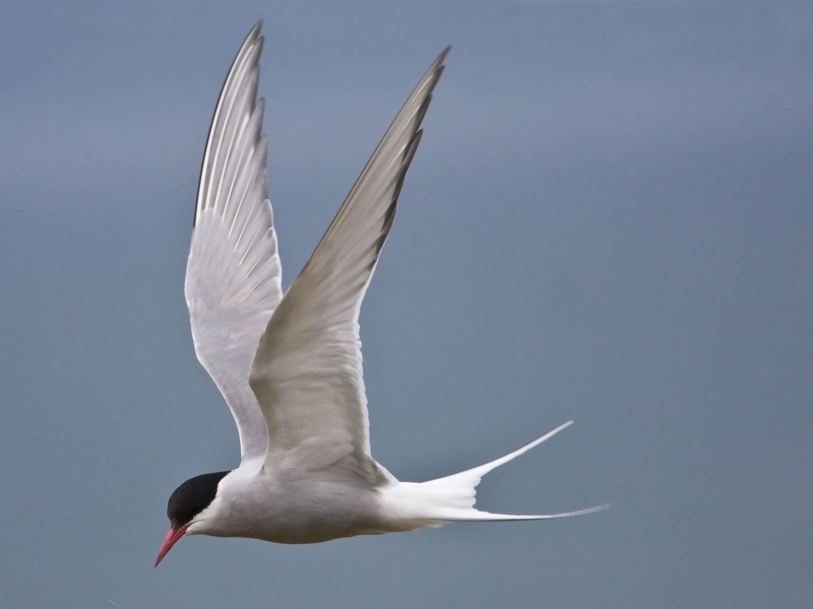 free Arctic Tern wallpaper wallpapers download