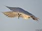 Arctic Tern wallpaper