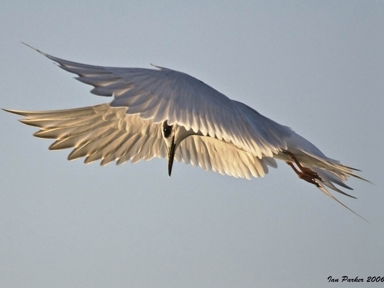 free Arctic Tern wallpaper wallpapers download