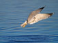 Arctic Tern wallpaper