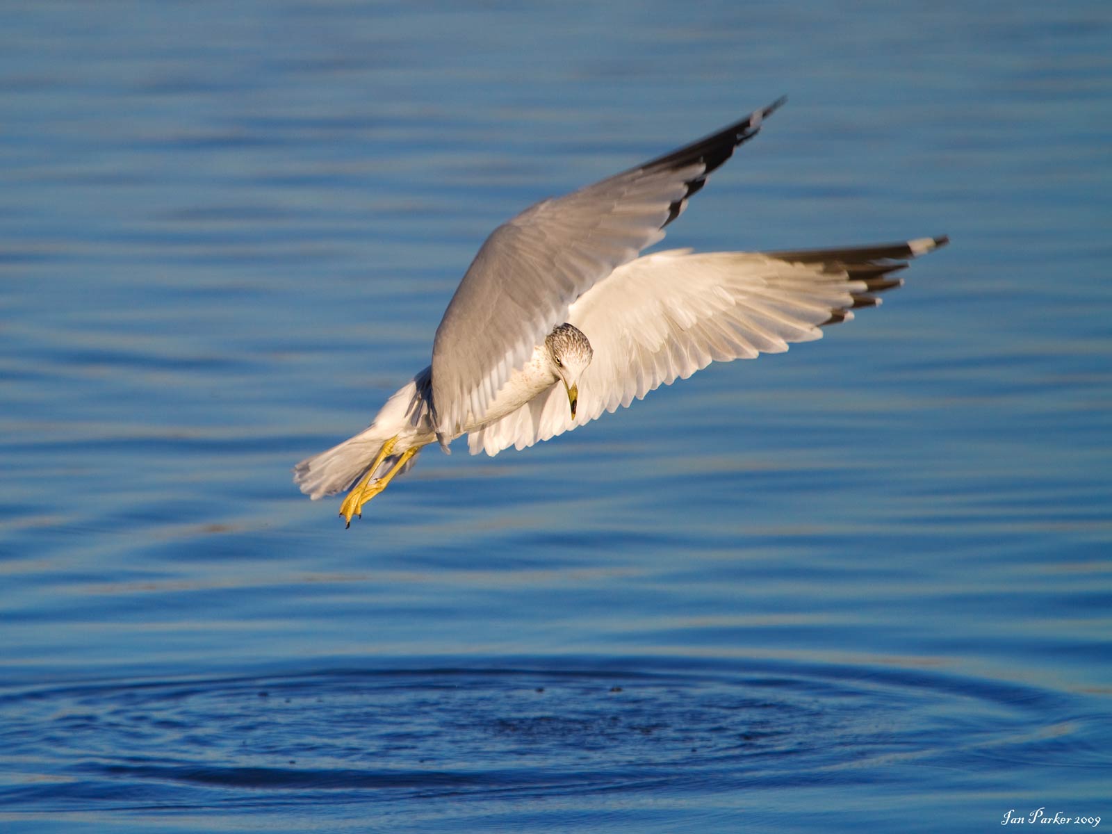 free Arctic Tern wallpaper wallpapers download