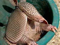 Armadillo image