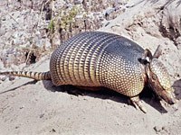 Armadillo picture