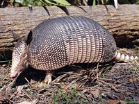 Armadillo image