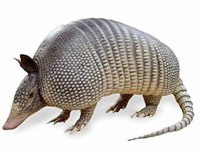 Armadillo