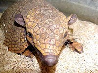 Armadillo image