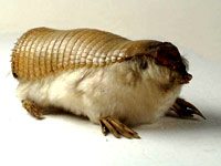 Armadillo image