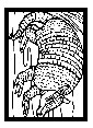 Armadillo coloring page