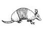 Armadillo coloring page