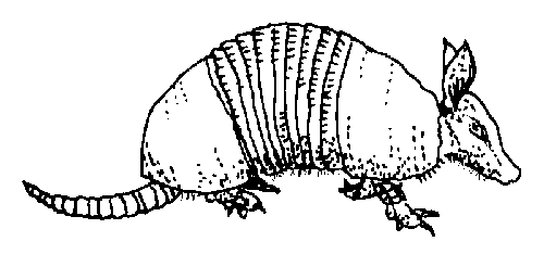 Armadillo coloring printable animal