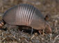 armadillo