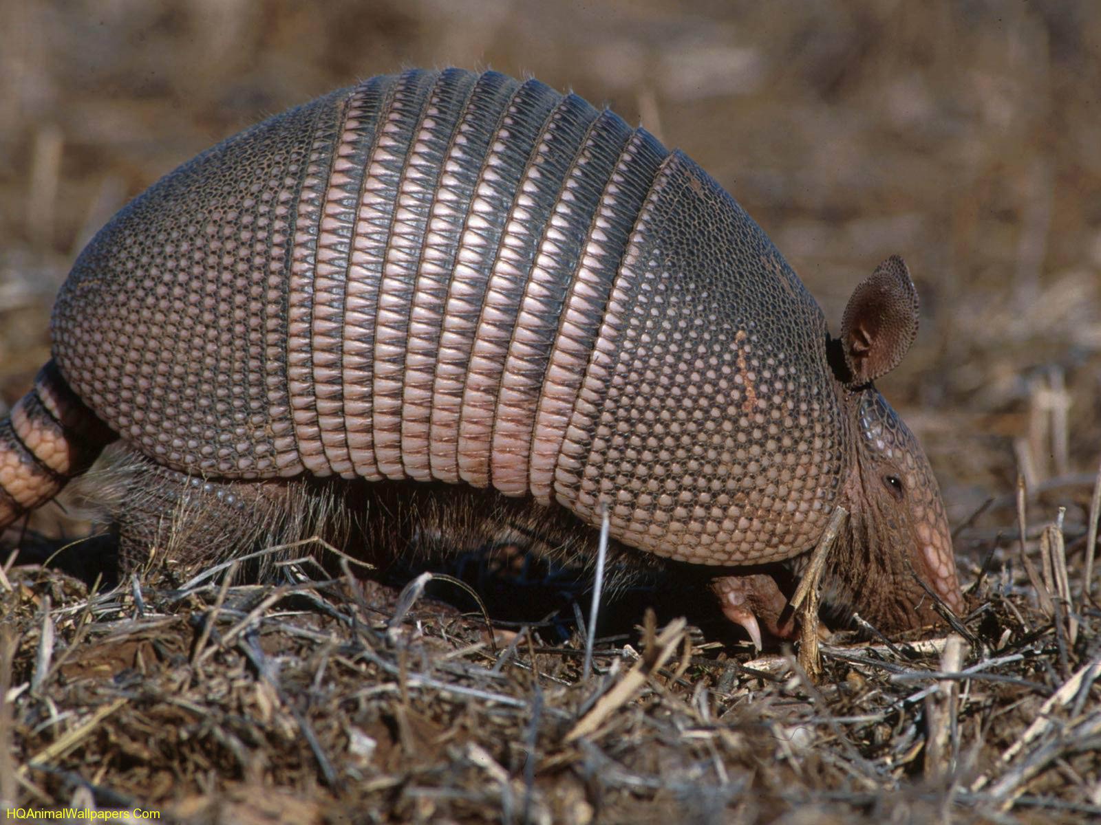 free Armadillo wallpaper wallpapers download