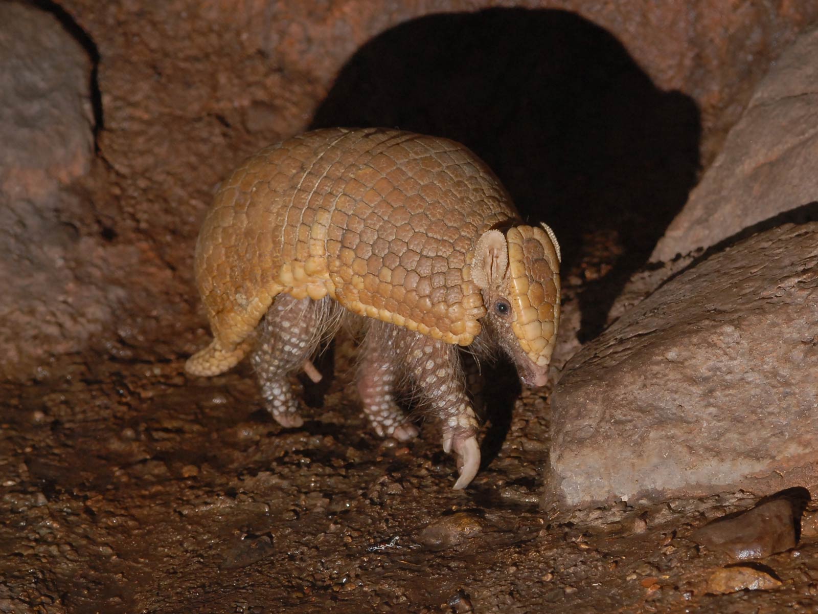 free Armadillo wallpaper wallpapers download