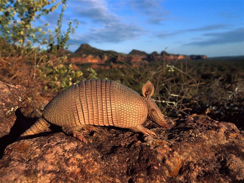 free Armadillo wallpaper wallpapers download