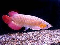 Arowana picture