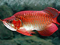 Arowana