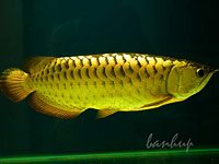 Arowana image