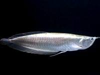 Arowana piture