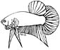 Arowana coloring page