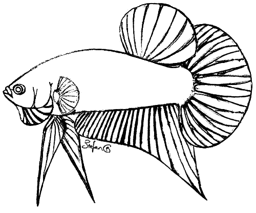 Arowana coloring page Animals Town Free Arowana color Arowana coloring page Animals Town Free Arowana color
