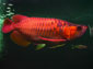 arowana