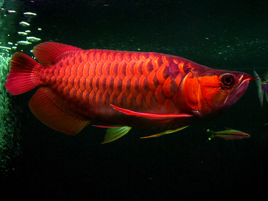 free Arowana wallpaper wallpapers download