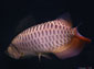 arowana wallpapers