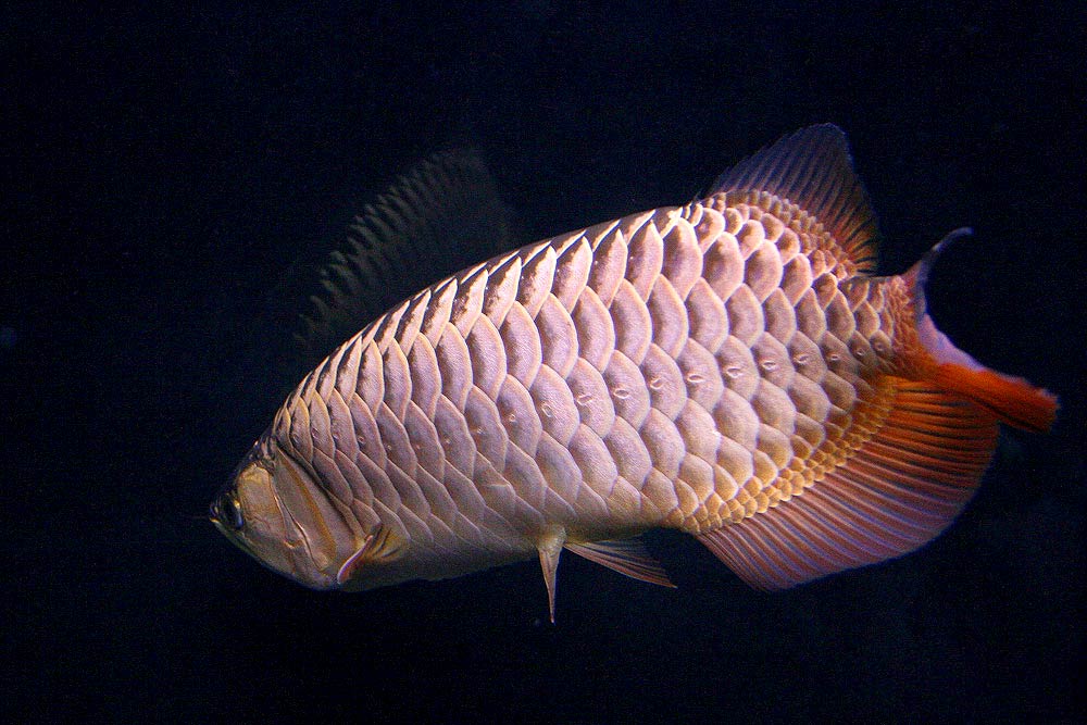 free Arowana wallpaper wallpapers and background