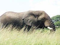 Asian elephant image